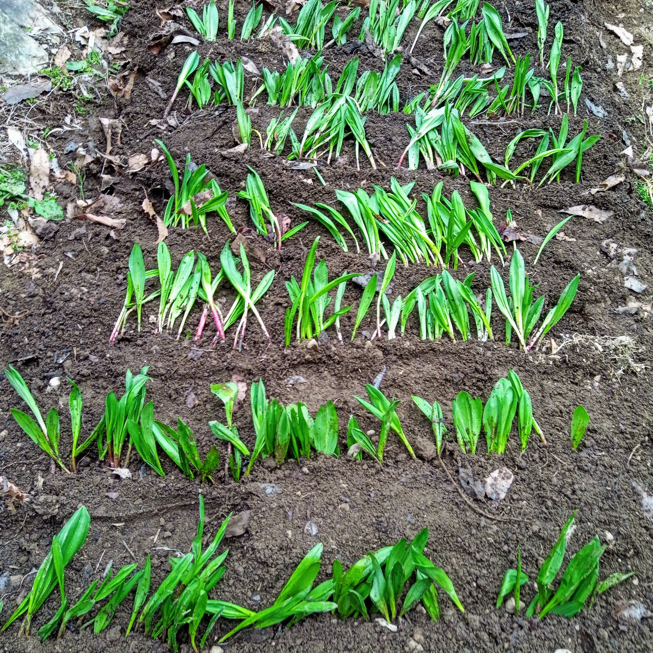 北海道産行者ニンニクの仮植～圃場へ定植～霜柱対策～芽が出てきました。 | 足るを知らず