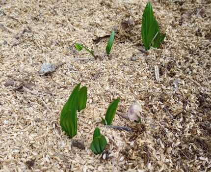 北海道産行者ニンニクの仮植～圃場へ定植～霜柱対策～芽が出てきました。