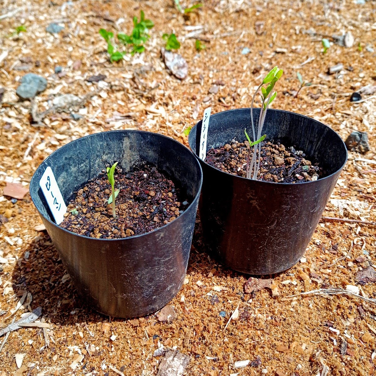 種の芽出し用にヒーターマット「ヒーターマット植物加熱用 園芸発芽マット 苗付け用ヒートマット」を買いました。 | 足るを知らず