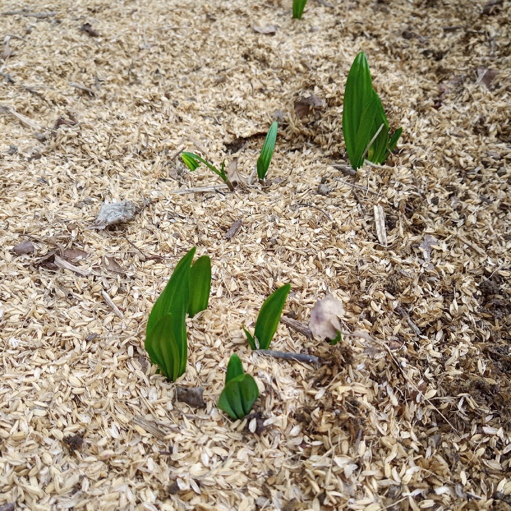 北海道産行者ニンニクの仮植～圃場へ定植～霜柱対策～芽が出てきました。