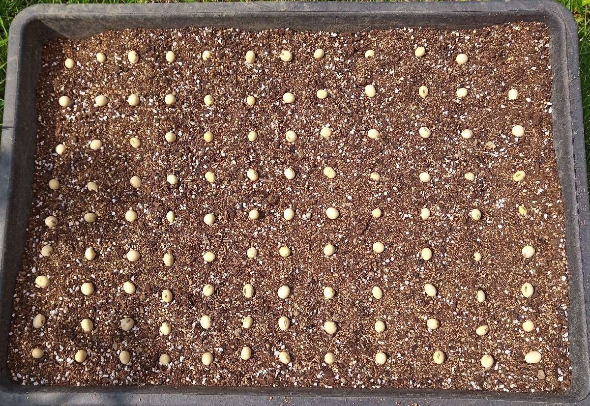 種取り2年目「知らず大豆」の栽培記録：種まき～２本仕立て～定植～食害