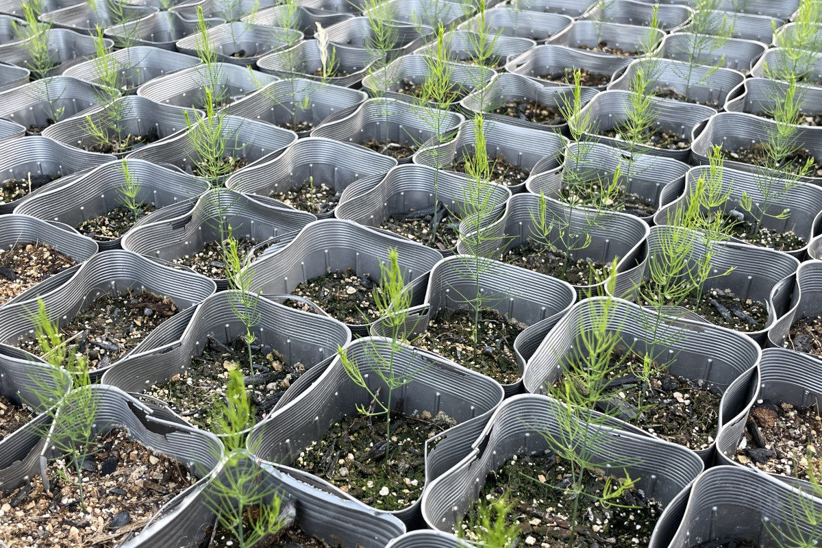アスパラガスを植えるときコレやると10年以上収穫できます。