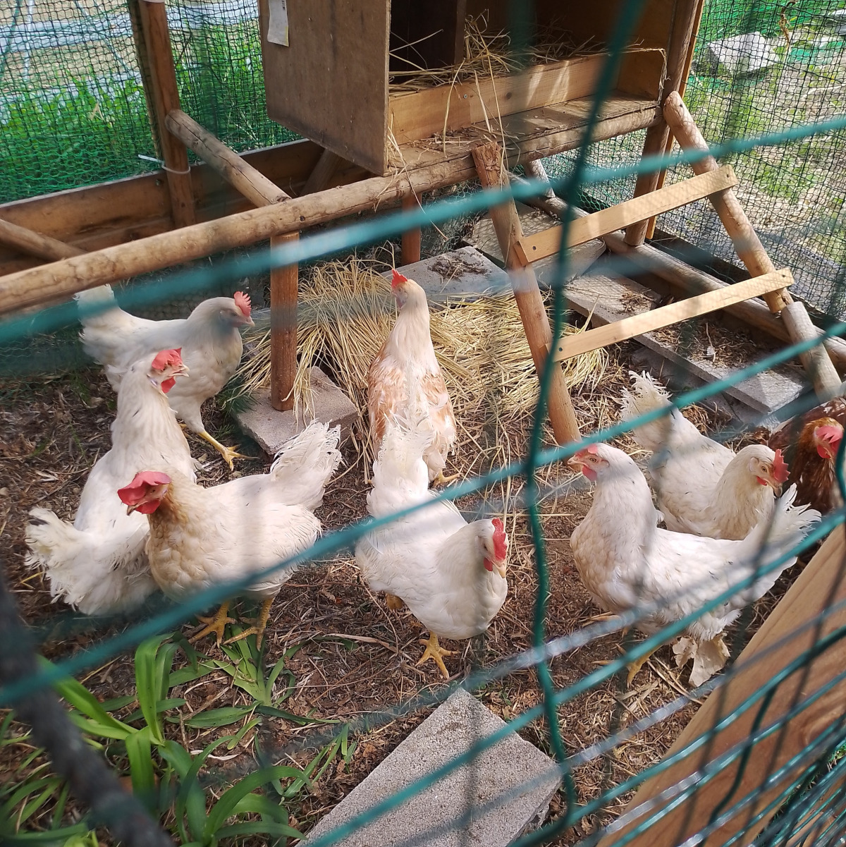 新しい家族がやってきました！ソニア種のニワトリ10羽をお迎え